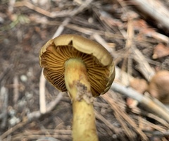 Cortinarius croceus