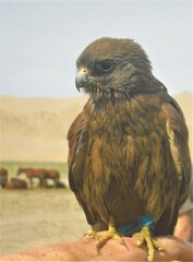Falconidae