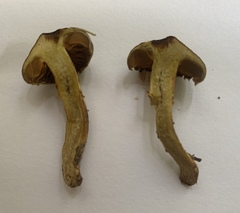 Cortinarius croceus