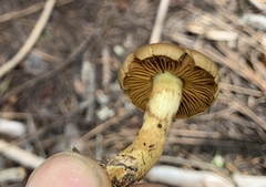 Cortinarius croceus