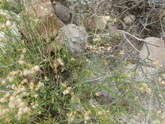 Menodora