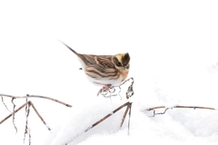 Emberiza elegans