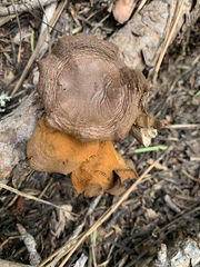 Cortinarius croceus