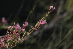 Apocynum venetum