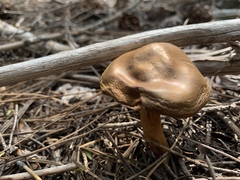 Cortinarius croceus