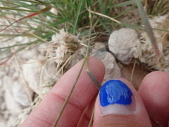 Cynodonteae