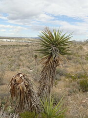 Yucca faxoniana