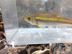 Clinostomus funduloides