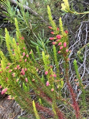Erica plukenetii