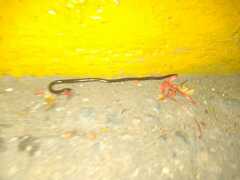 Indotyphlops braminus