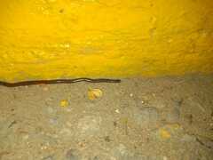 Indotyphlops braminus