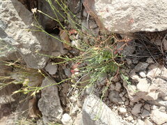 Menodora