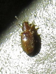 Corticariinae