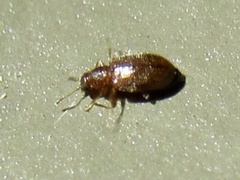 Corticariinae