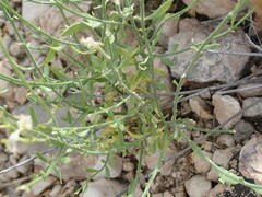 Menodora