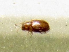 Corticariinae