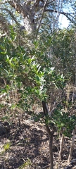 Bonellia macrocarpa