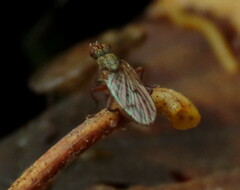Fucellia