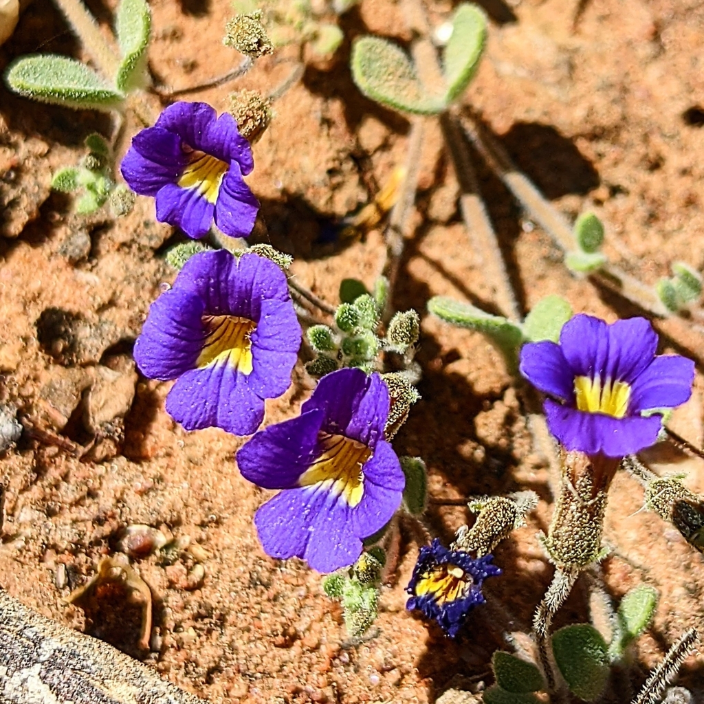 Stemodia anisata