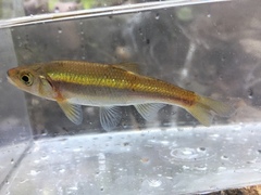 Clinostomus funduloides