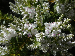 Veronica brachysiphon