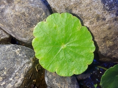 Hydrocotyle umbellata