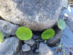 Hydrocotyle umbellata