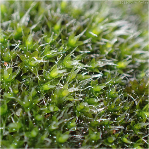 Grimmia laevigata