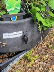 Blepharotes splendidissimus