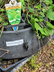 Blepharotes splendidissimus