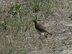 Anthus novaeseelandiae