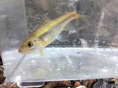 Clinostomus funduloides