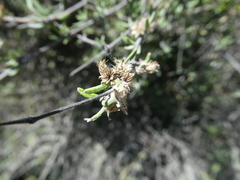 Olearia bullata