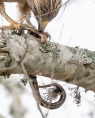 Liodytes rigida sinicola