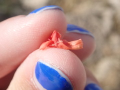 Talinum polygaloides