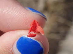 Talinum polygaloides