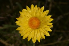 Xerochrysum