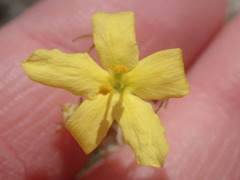 Menodora