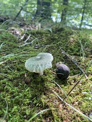 Russula parvovirescens