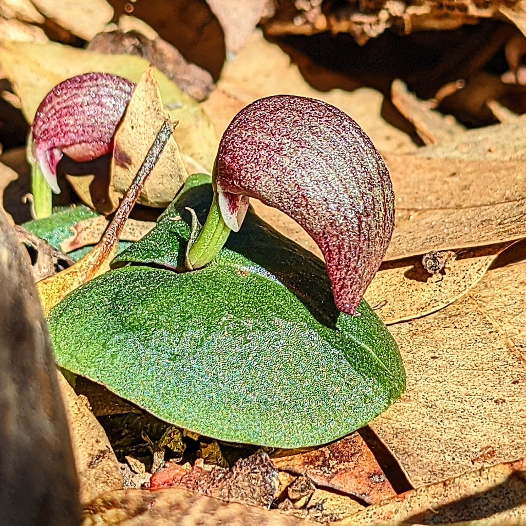 Corybas dowlingii