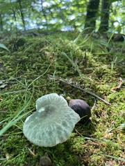 Russula parvovirescens