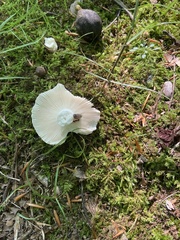 Russula parvovirescens