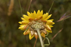 Xerochrysum