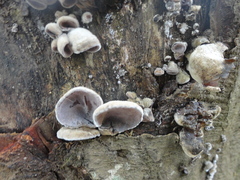 Auricularia polytricha
