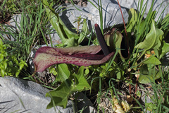 Arum dioscoridis