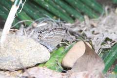 Theclinesthes onycha