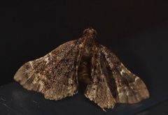 Scenedra decoratalis