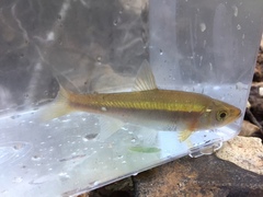 Clinostomus funduloides