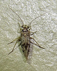 Hyalopsocus