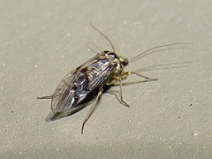 Hyalopsocus